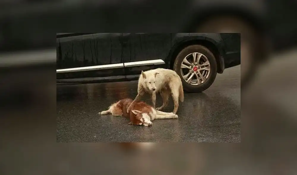 YouTube: Conmovedoras imágenes muestran la verdadera amistad de dos perros 