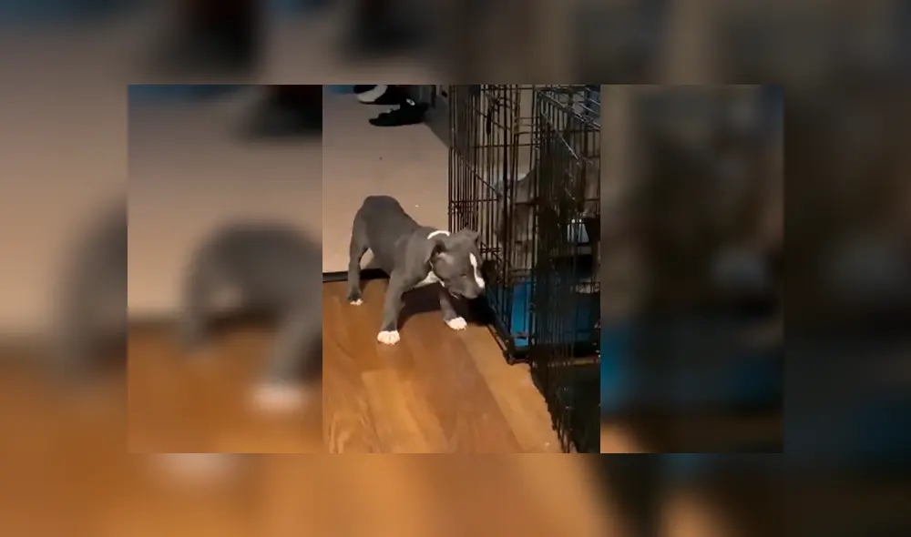 Desliza las imágenes para observar la emotiva acción de un cachorro para ayudar a su padre que fue castigado.