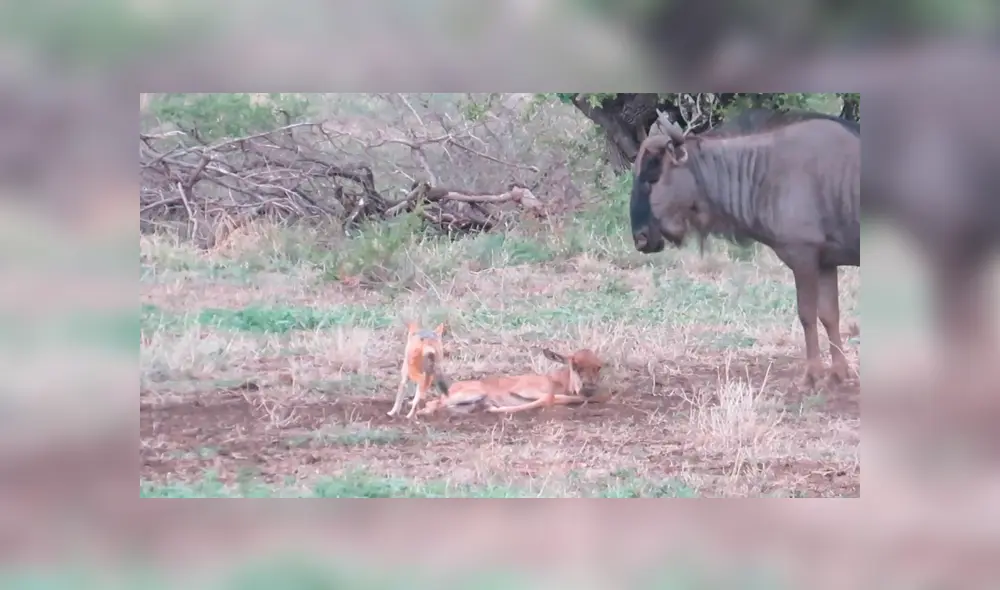 Video es viral en YouTube. Un grupo de turistas fue testigo de una impresionante pelea protagonizada por una ñu hembra y dos hambrientos chacales que querían devorar a su cría. Foto: Captura.