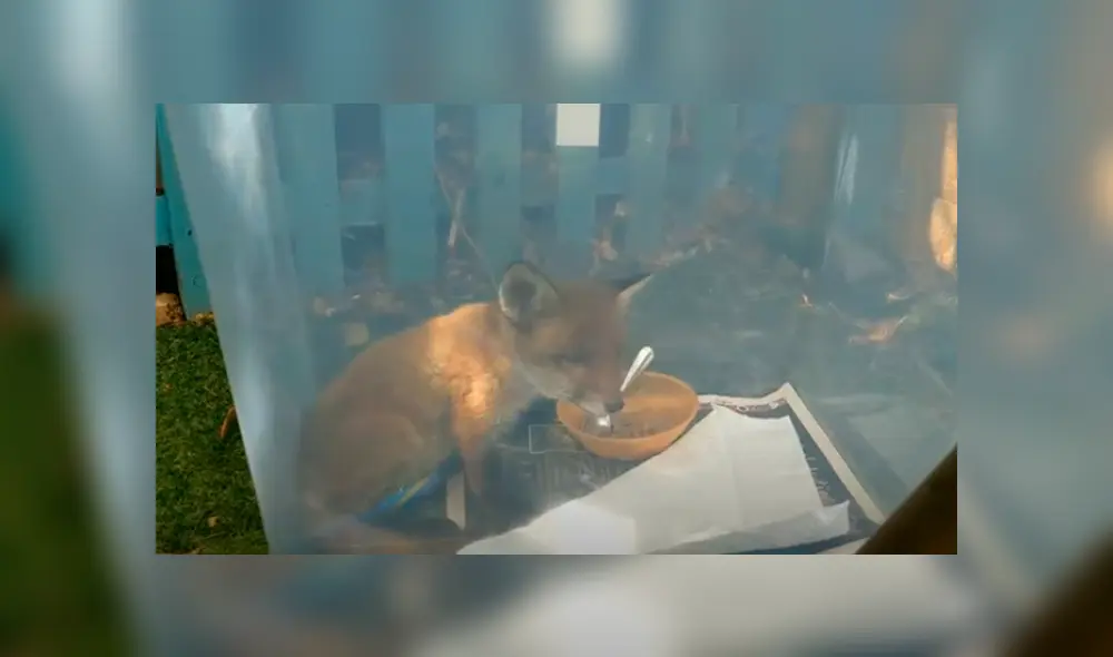 Desliza las imágenes para apreciar al indefenso animal que se escondió en el jardín de una casa al separarse de su madre. Foto: Caters Clips.