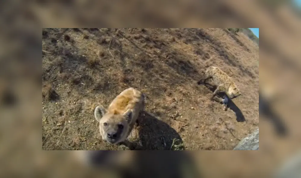 Desliza hacia la izquierda para ver el encuentro del turista con las hienas, escena que es viral en Facebook. Desliza hacia la izquierda para ver el encuentro del turista con las hienas, escena que es viral en Facebook.