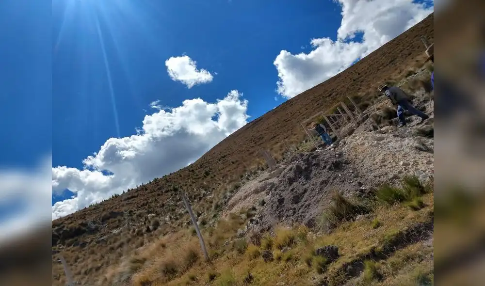 plantaciones de pino