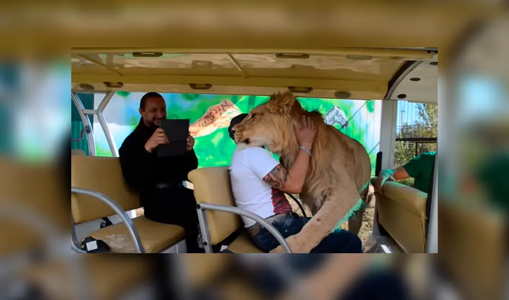 Desliza hacia la izquierda para ver la inesperada bienvenida que le dio un enorme león a una turistas que hacía safari. El video es viral en YouTube. Desliza hacia la izquierda para ver la inesperada bienvenida que le dio un enorme león a una turistas que hacía safari. El video es viral en YouTube.