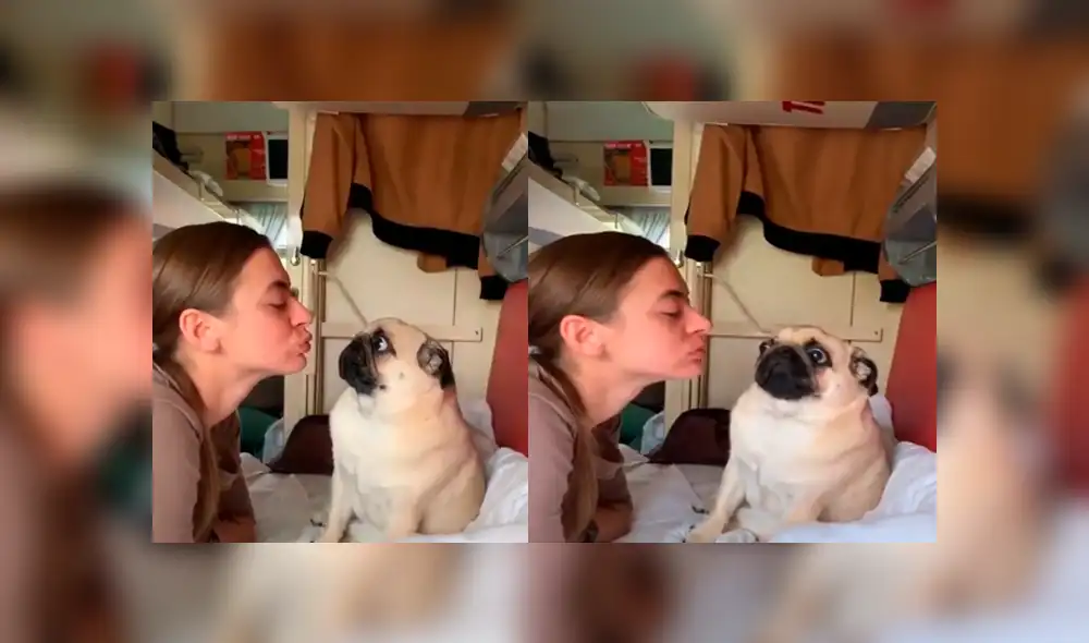Video es viral en Instagram. La joven intentó ser cariñosa con su perro pug y se llevó una tremenda sorpresa cuando su mascota reaccionó de una forma muy curiosa. Foto: Captura.