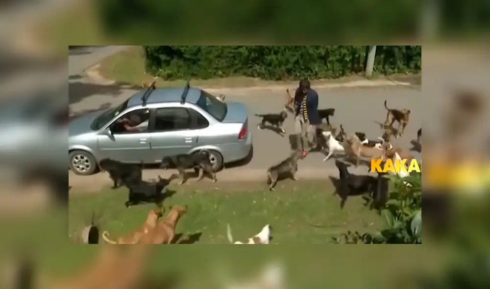 YouTube viral: reportero pasa vergüenza en refugio de animales porque tenía fobia a los perros [VIDEO]