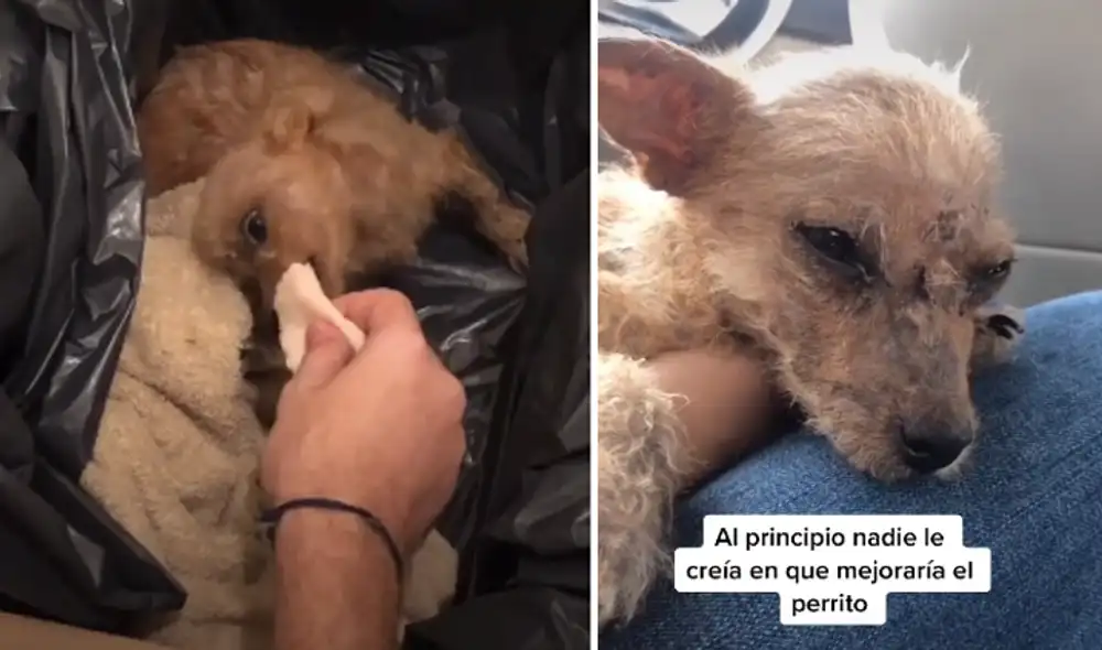 Desliza hacia la izquierda para ver las imágenes del video viral. Foto: captura de TikTok. Desliza hacia la izquierda para ver las imágenes del video viral. Foto: captura de TikTok.