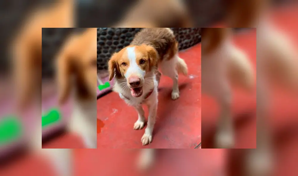 Mascota fue rescatada de casa donde recibía maltratos. Créditos: La República. Mascota fue rescatada de casa donde recibía maltratos. Créditos: La República.