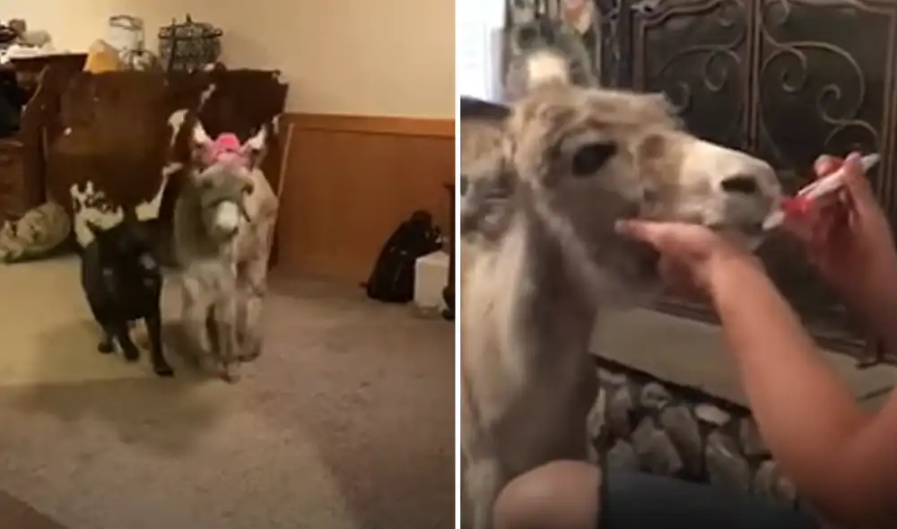 Desliza hacia la izquierda para ver las imágenes del video viral. Foto: captura de YouTube. Desliza hacia la izquierda para ver las imágenes del video viral. Foto: captura de YouTube.