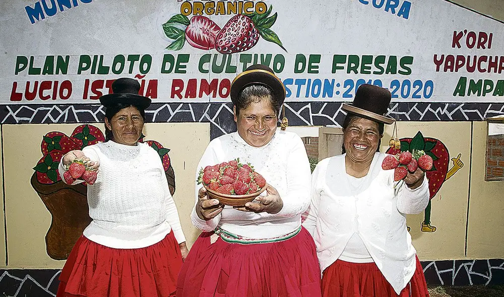 Productoras de fresa
