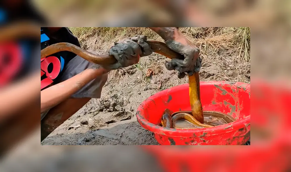 En Facebook se viralizó el misteriosos hallazgo que hizo un chico al encontrar peligrosas criaturas. En Facebook se viralizó el misteriosos hallazgo que hizo un chico al encontrar peligrosas criaturas.