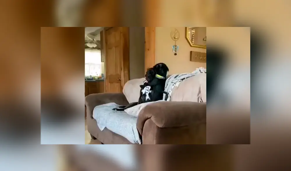 Desliza las imágenes para observar la amorosa abrazo que se dieron unos perros al quedarse solos en casa. Foto: Captura.