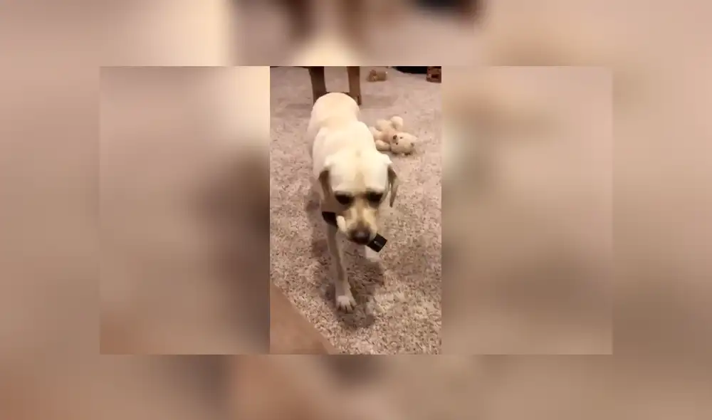 Desliza las imágenes para ver cómo un perro apoya a su dueño y ordena las cosas en su hogar. Foto: Captura. Desliza las imágenes para ver cómo un perro apoya a su dueño y ordena las cosas en su hogar. Foto: Captura.