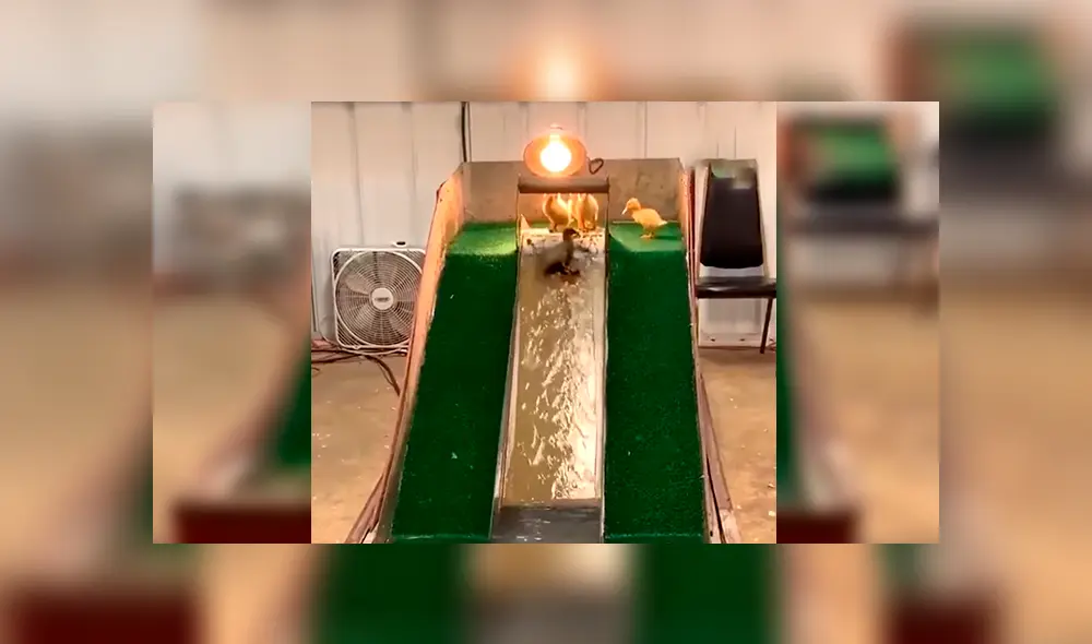 En Facebook, un joven fabricó un parque de diversiones acuático para que sus patos puedan nadar.