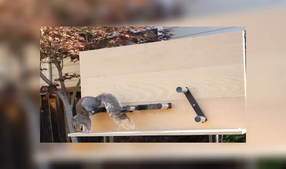 En YouTube se hizo viral el increíble circuito que construyó un joven para que las ardillas dejen de robar comida. En YouTube se hizo viral el increíble circuito que construyó un joven para que las ardillas dejen de robar comida.