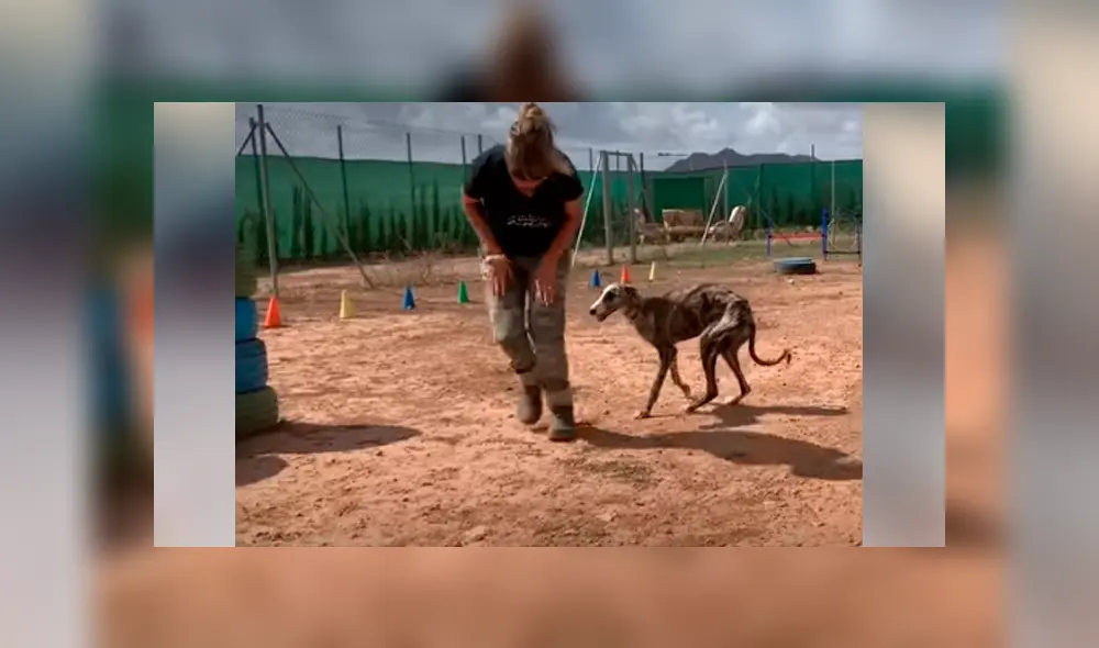 Desliza hacia la izquierda para ver la recuperación de un perro callejero que fue abandonado en deplorables condiciones. Estas imágenes se han viralizado en Facebook. Desliza hacia la izquierda para ver la recuperación de un perro callejero que fue abandonado en deplorables condiciones. Estas imágenes se han viralizado en Facebook.