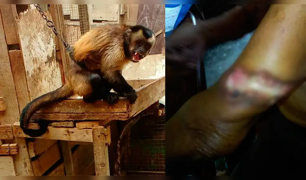 Mono causa terror en Talara Alta Mono causa terror en Talara Alta