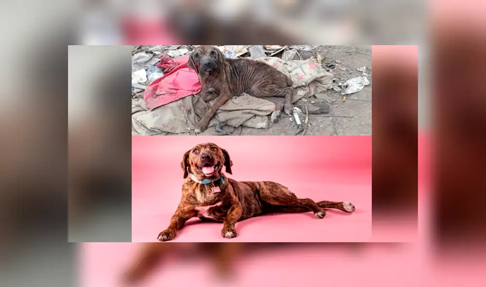 Facebook viral: salva a perrita en mal estado que vivía en un basurero y ahora luce así [FOTOS]