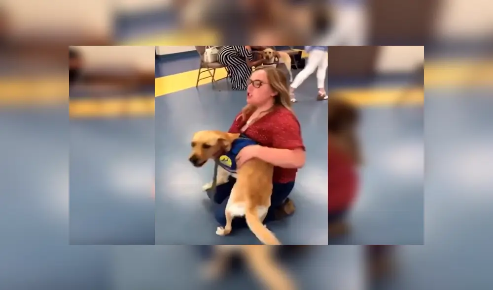 En YouTube, un perro lazarillo olvidó su entrenamiento cuando volvió a ver a su profesora, quien lo cuidó desde bebé. En YouTube, un perro lazarillo olvidó su entrenamiento cuando volvió a ver a su profesora, quien lo cuidó desde bebé.