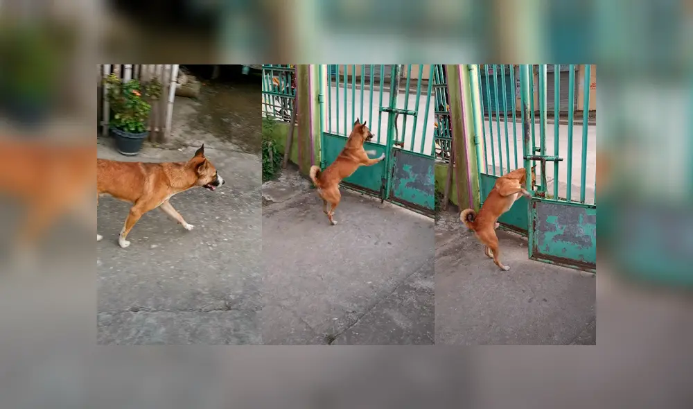 Desliza las imágenes para ver la increíble conducta que tuvo un perro para salir de casa. Fotocapturas: ViralHog/YouTube
