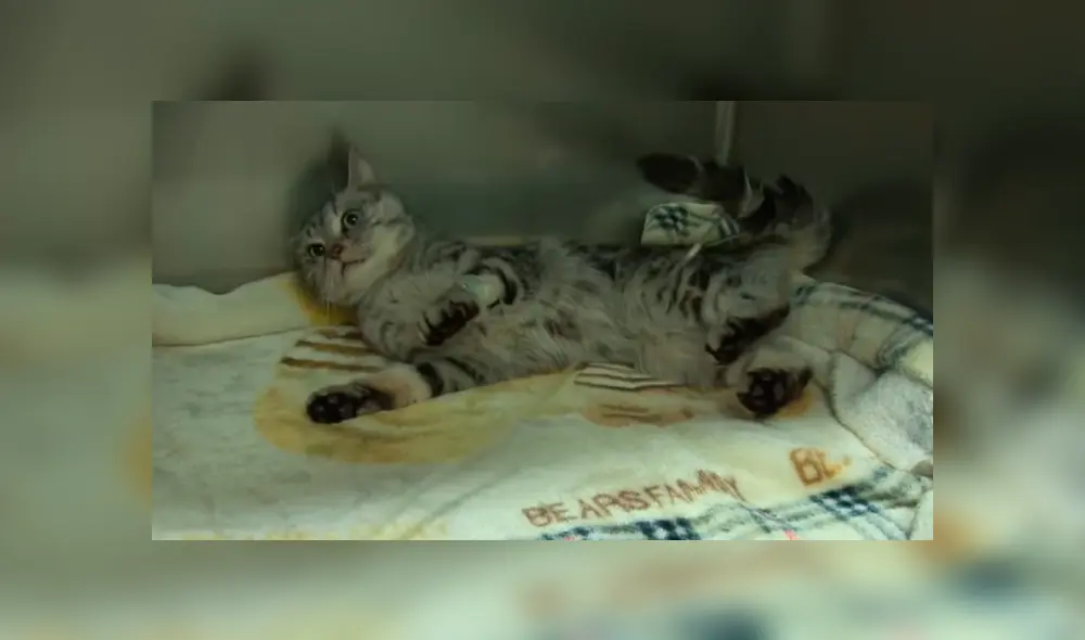 Facebook viral: encuentra a gato moribundo en cementerio abandonado, lo cuida y ahora luce así