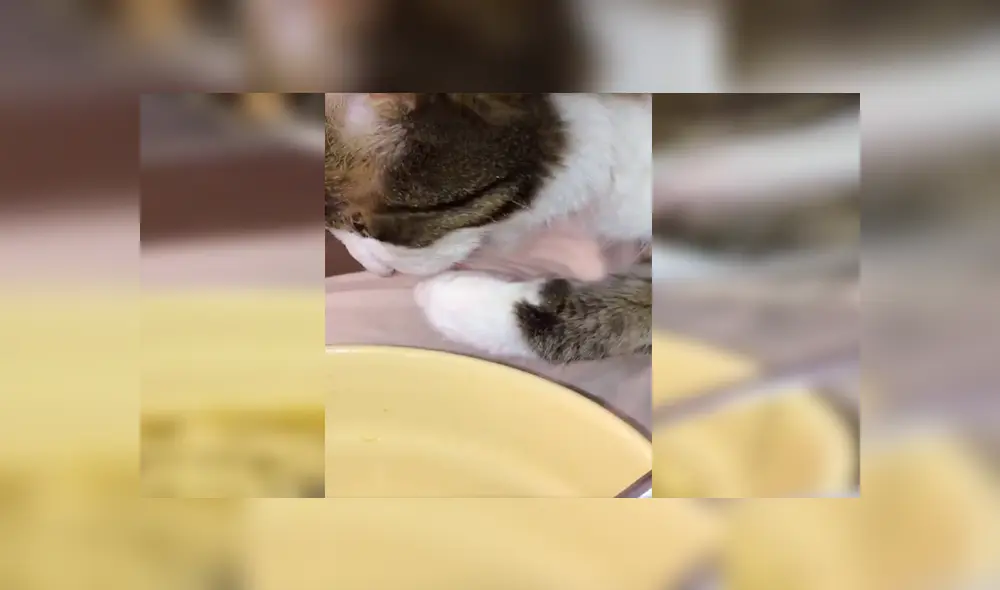 En YouTube, un chico olvidó su plato de comida sobre la mesa y no imaginó que su gato haría una travesura. En YouTube, un chico olvidó su plato de comida sobre la mesa y no imaginó que su gato haría una travesura.