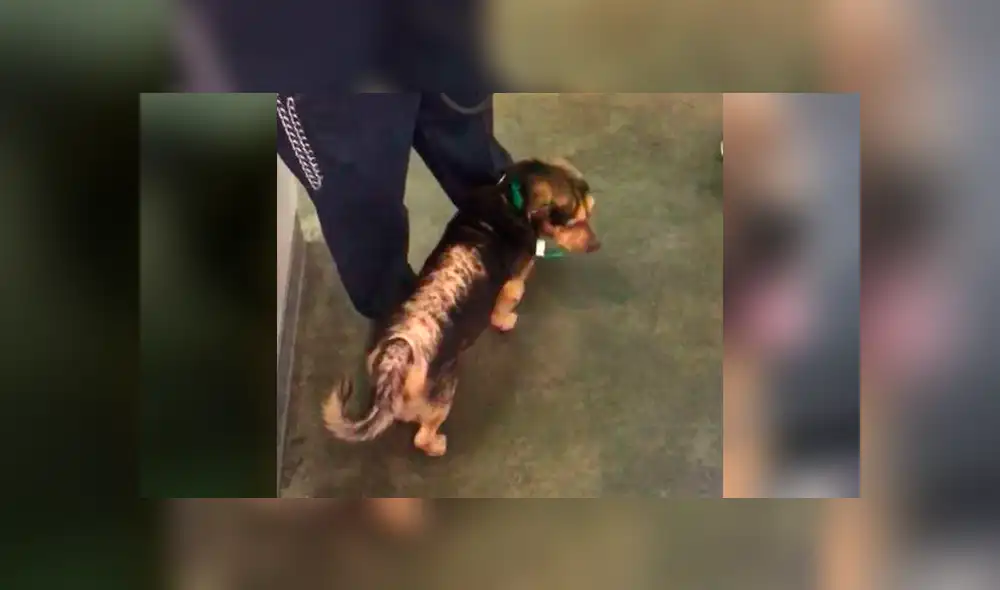 Desliza para ver el cambio de este perro que conmovió a todos en Facebook. Foto: Captura.