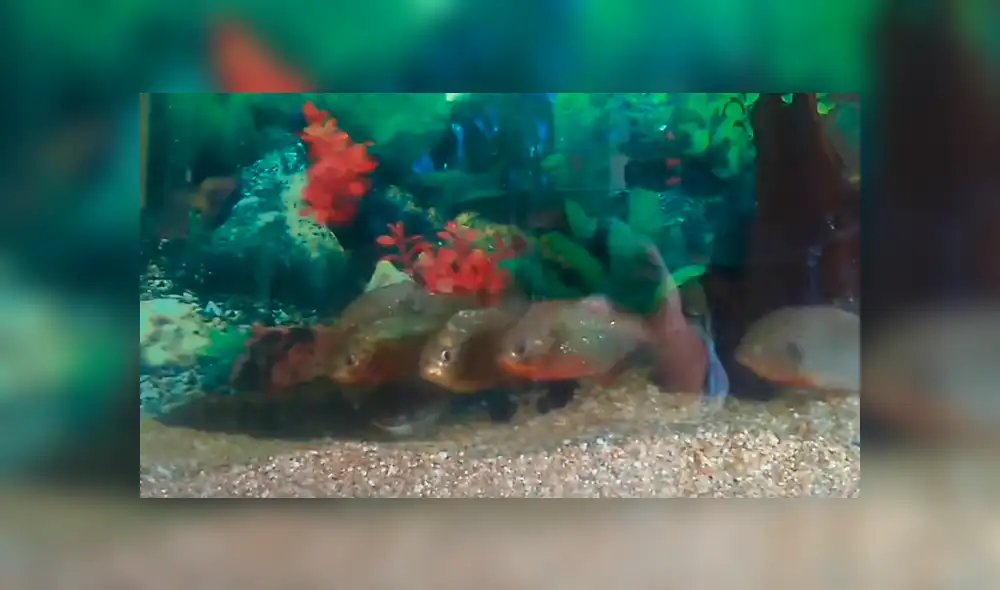 YouTube viral: Arrojan pedazo de carne a pecera repleta de pirañas y ocurre lo inesperado [VIDEO]