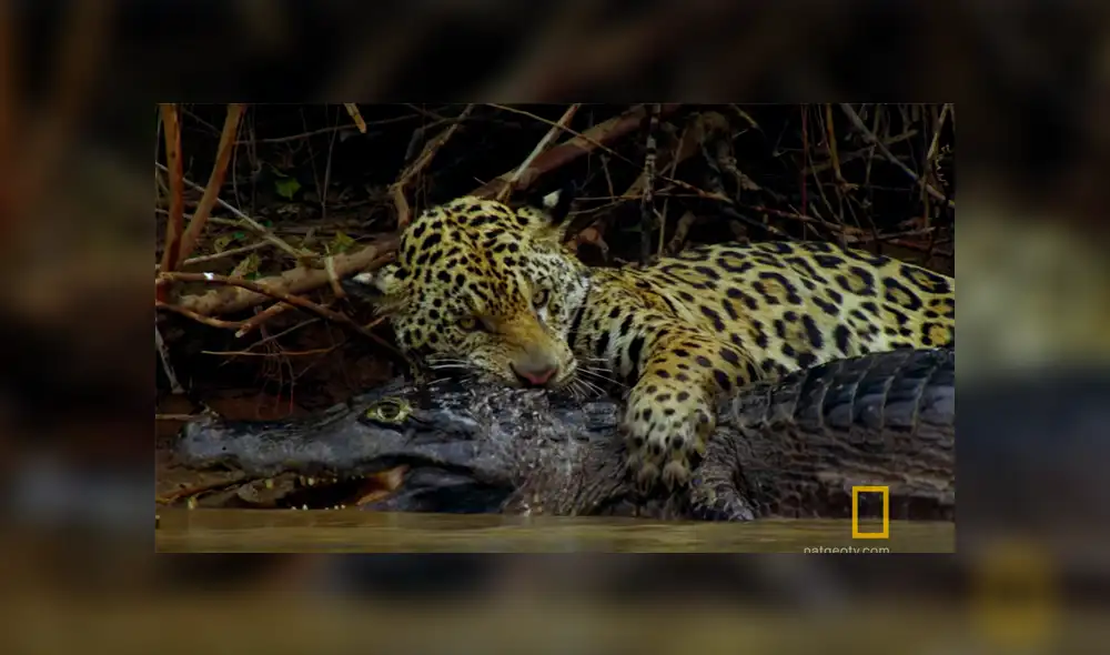 YouTube viral: Jaguar se pelea con gigantesco cocodrilo en lago y desenlace es trágico [VIDEO] 