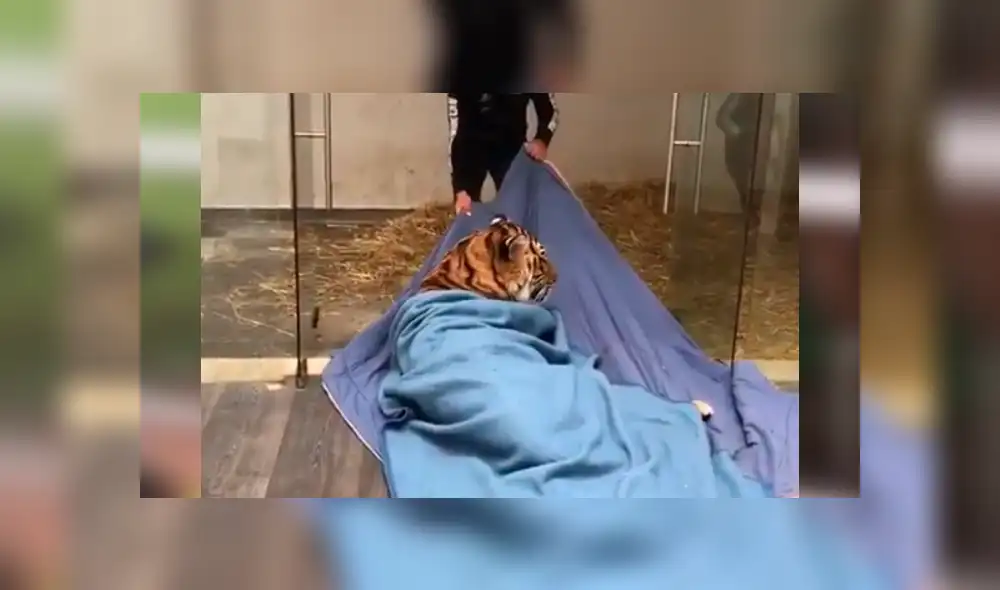 Video viral en Facebook. Cuidador arrastra a tigre dentro de santuario.