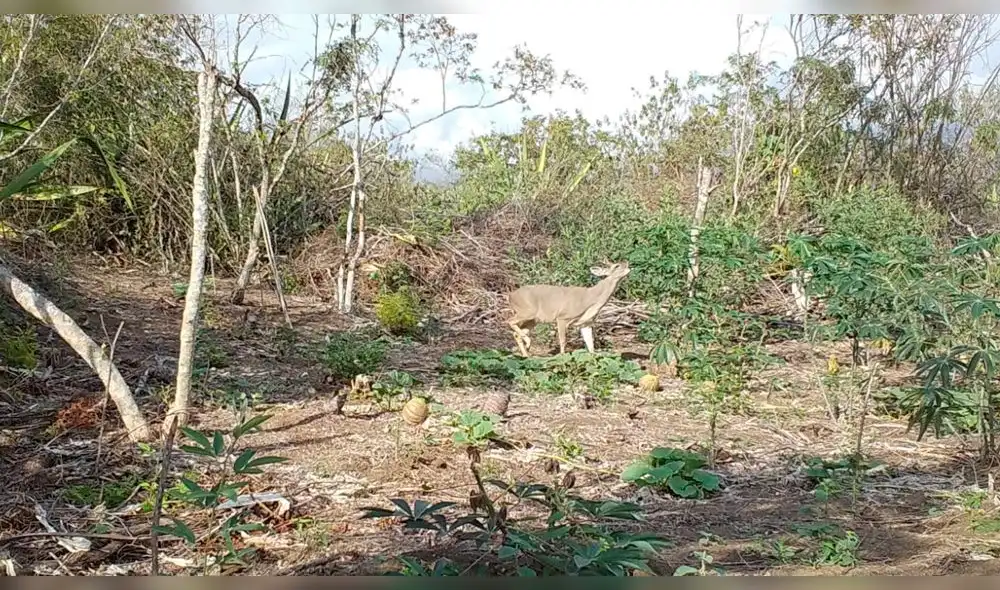 Venado cola blanca en Amazonas Venado cola blanca en Amazonas