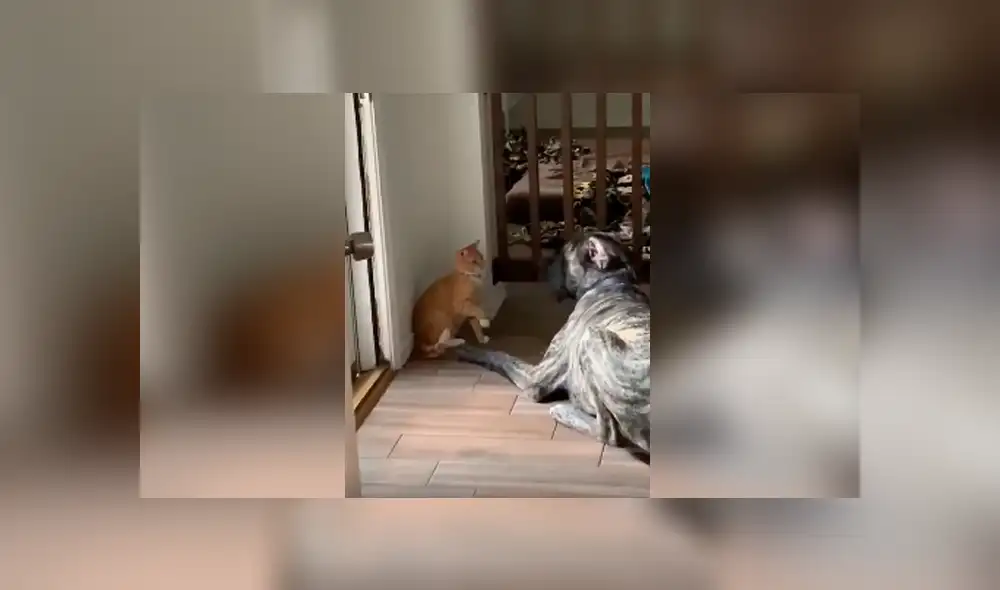 Desliza las imágenes para observar la dura lección que dio un gato para detener la molestia de un perro.