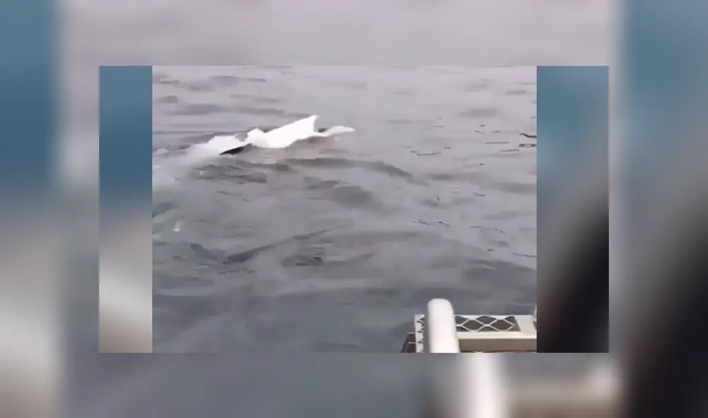 Desliza hacia la izquierda para ver el ataque del furioso tiburón que se volvió viral en Facebook.