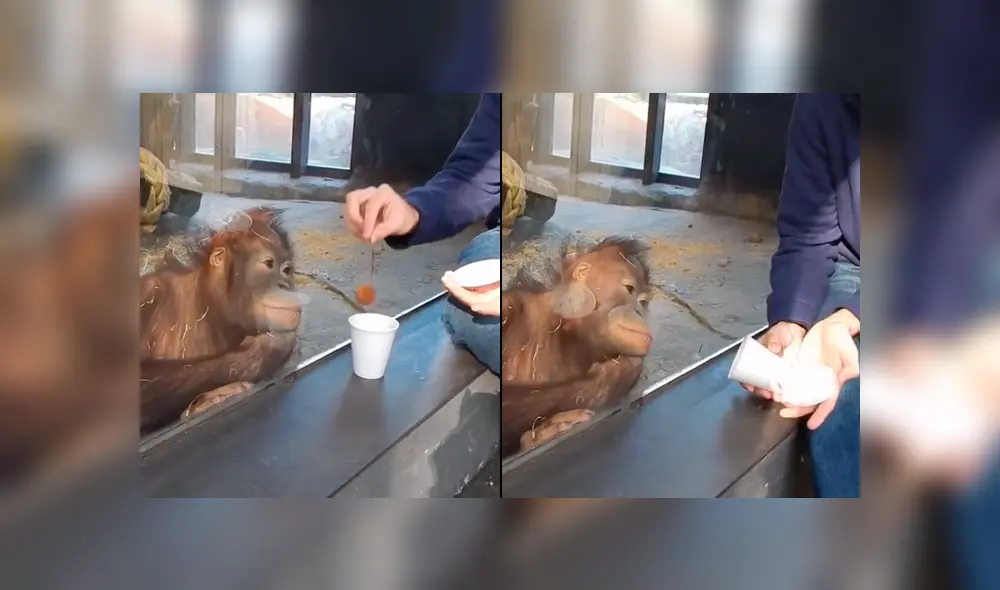 Facebook viral: hombre le hace truco de magia a enorme orangután y animal tiene curiosa reacción
