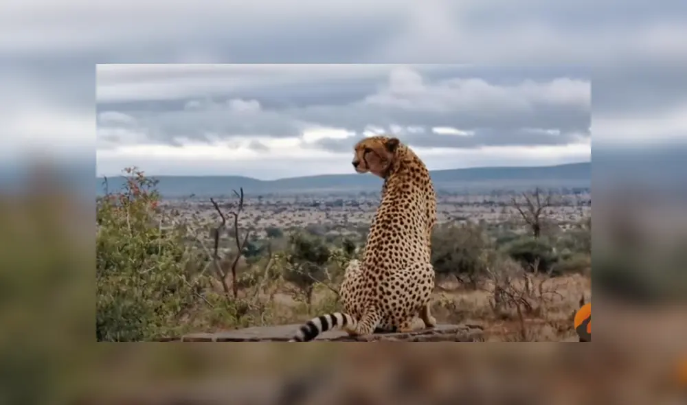 Desliza hacia la izquierda para ver las imágenes del viral de YouTube. Foto:
Kruger Sightings. Desliza hacia la izquierda para ver las imágenes del viral de YouTube. Foto:
Kruger Sightings.