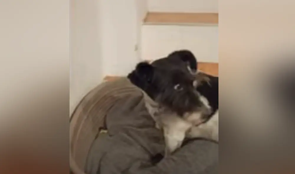 Desliza hacia la izquierda para ver las imágenes del video viral. Foto: captura de Facebook.