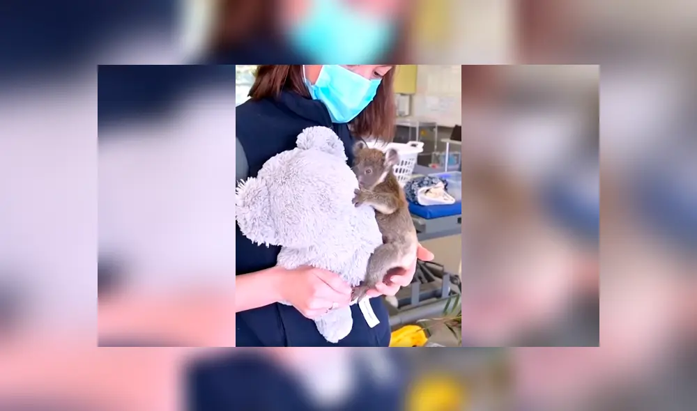 Desliza las imágenes para observar los cuidados que recibió un koala bebé que perdió a su madre. Fotocaptura: Clarín.