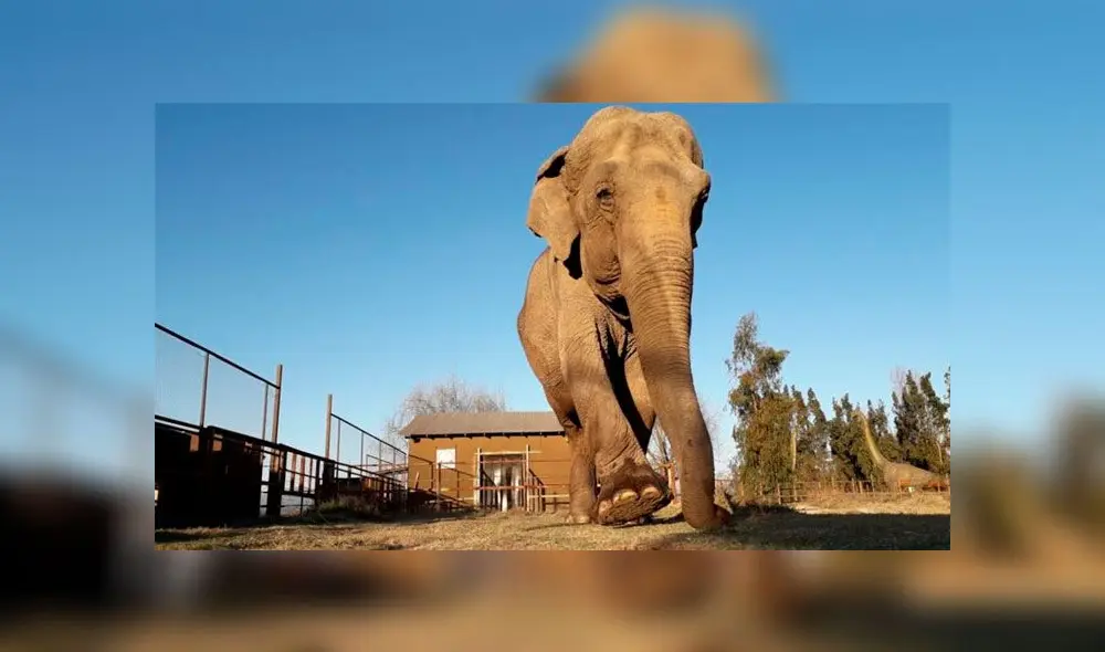 Ramba, la elefanta maltratada durante 40 años en los circos de Chile, falleció debido a un mal renal, según los veterinarios. Foto: Difusión Ramba, la elefanta maltratada durante 40 años en los circos de Chile, falleció debido a un mal renal, según los veterinarios. Foto: Difusión