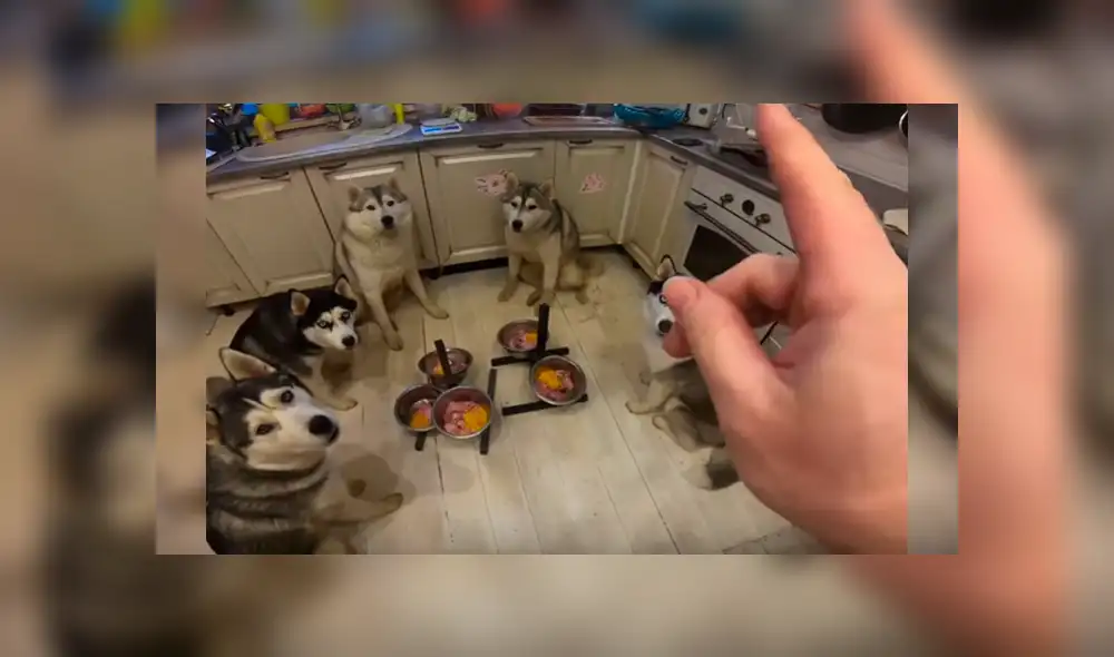 Video es viral en YouTube. Grupo de perros, de raza husky siberiano, ha cautivado a miles de usuarios con su singular comportamiento antes de empezar a comer Video es viral en YouTube. Grupo de perros, de raza husky siberiano, ha cautivado a miles de usuarios con su singular comportamiento antes de empezar a comer