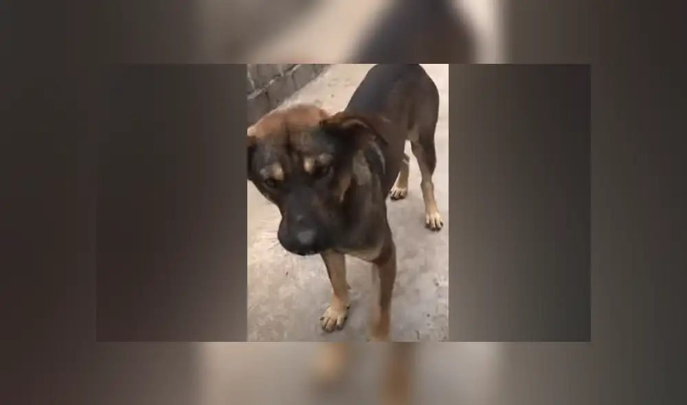 Desliza hacia la izquierda para ver las imágenes del viral de Facebook. Foto: Captura. Desliza hacia la izquierda para ver las imágenes del viral de Facebook. Foto: Captura.