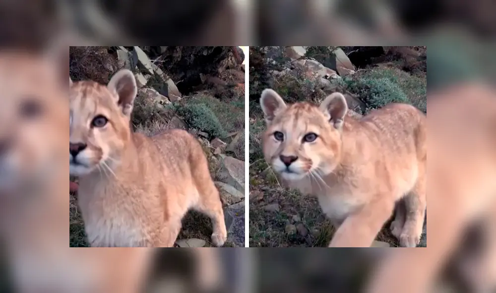 Desliza hacia la izquierda para ver las imágenes del puma bebé que fue captado por una cámara escondida en el recinto de felinos. El video es viral en YouTube.