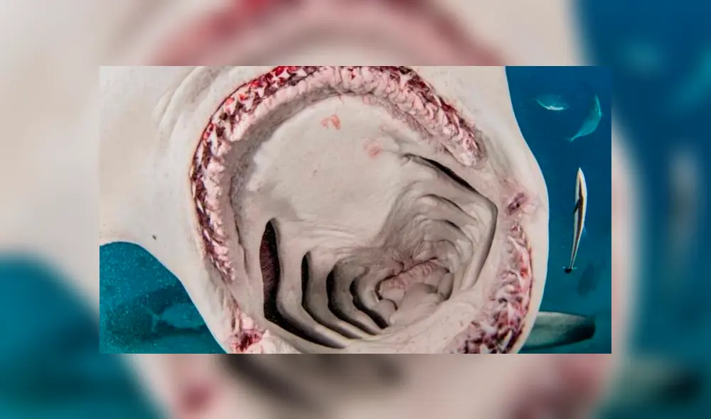 Desliza hacia la izquierda para ver las enormes mandíbulas de un tiburón martillo. Viral de Facebook.