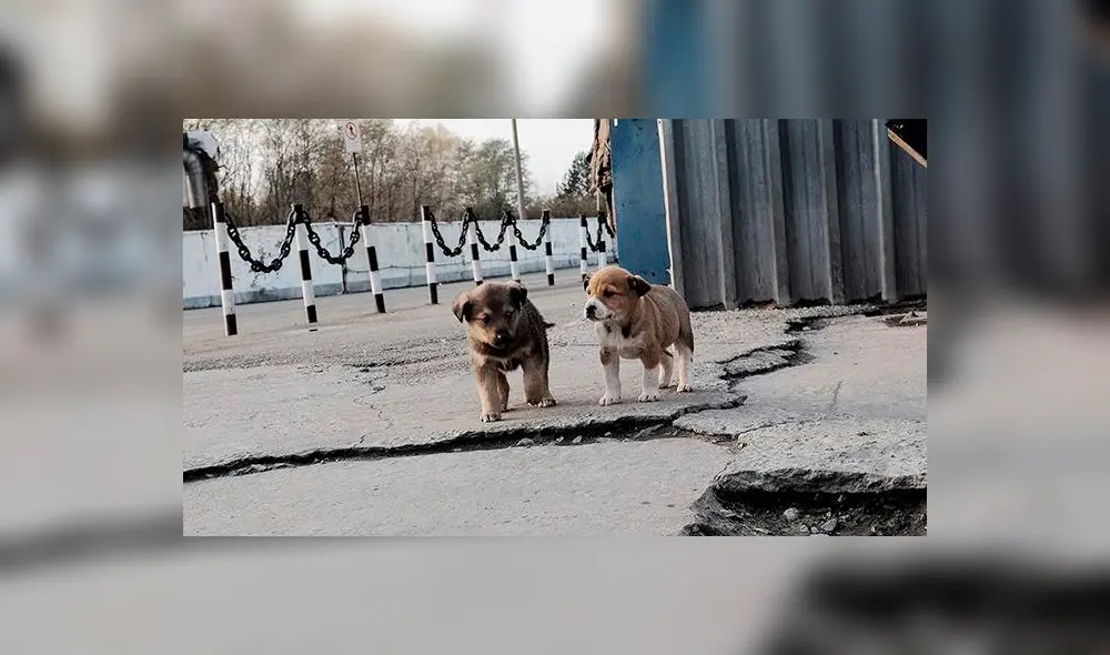 ¿Por qué no se puede tocar a los perros en Chernóbil? [VIDEO]