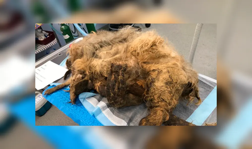 Desliza para ver el aspecto de este perro que conmovió a Facebook. Foto: Captura. Desliza para ver el aspecto de este perro que conmovió a Facebook. Foto: Captura.