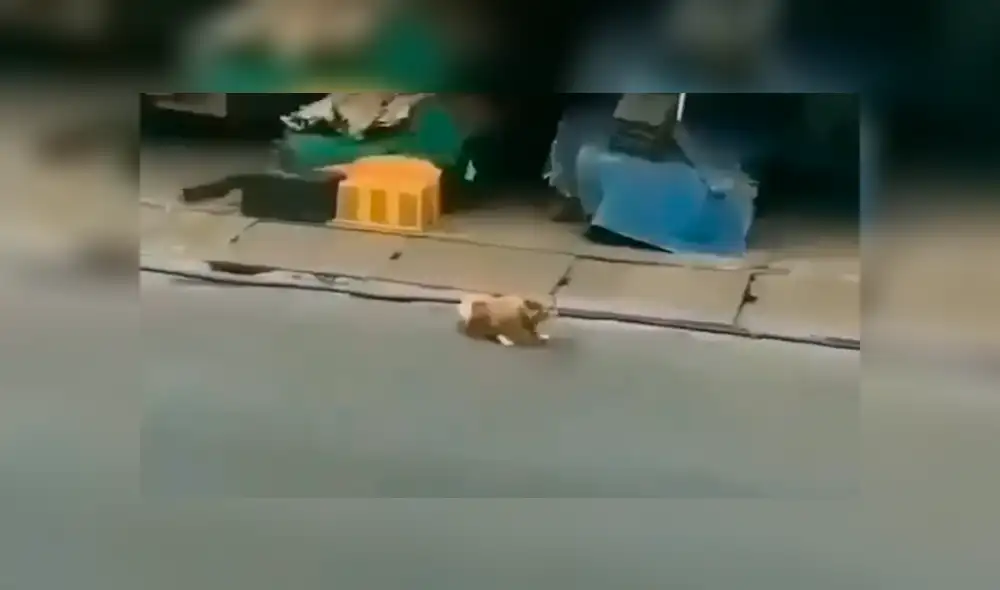 Facebook viral: Chico se conmueve de perro callejero, le invita comida y ocurre lo inesperado