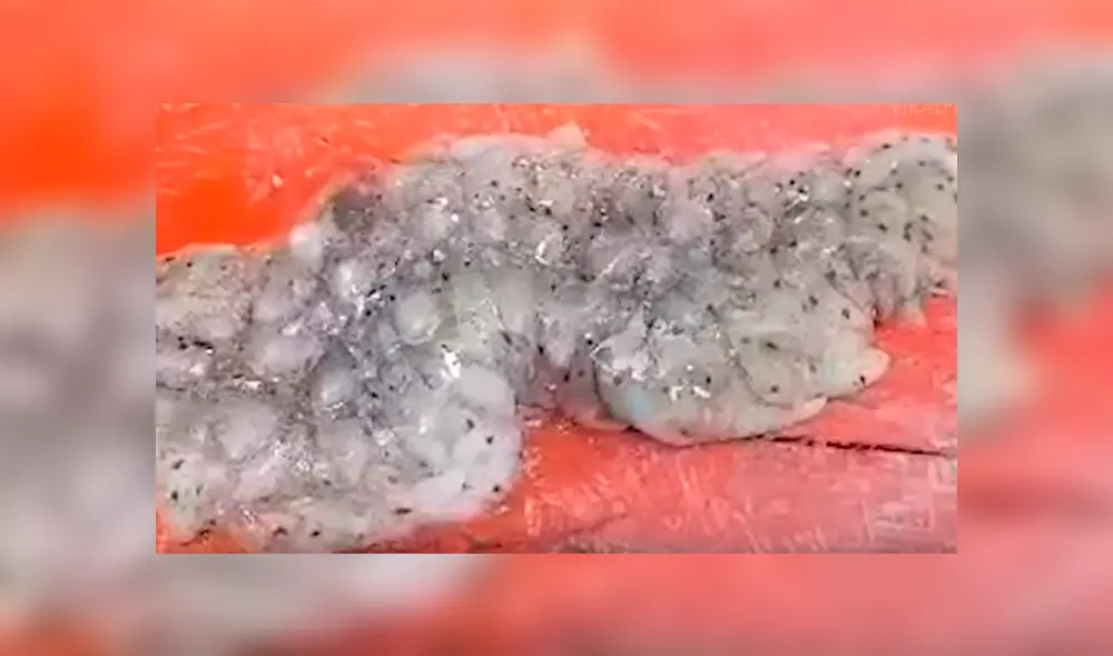 Pescador se topó con una misteriosa criatura marina y no dudó en atraparla para averiguar de qué se trata. Hasta ahora, se desconoce su origen Pescador se topó con una misteriosa criatura marina y no dudó en atraparla para averiguar de qué se trata. Hasta ahora, se desconoce su origen