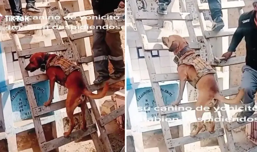 Miles de usuarios han quedado conmovidos al ver esta escena. Foto: composición LR/TikTok/@ellobo274 Miles de usuarios han quedado conmovidos al ver esta escena. Foto: composición LR/TikTok/@ellobo274