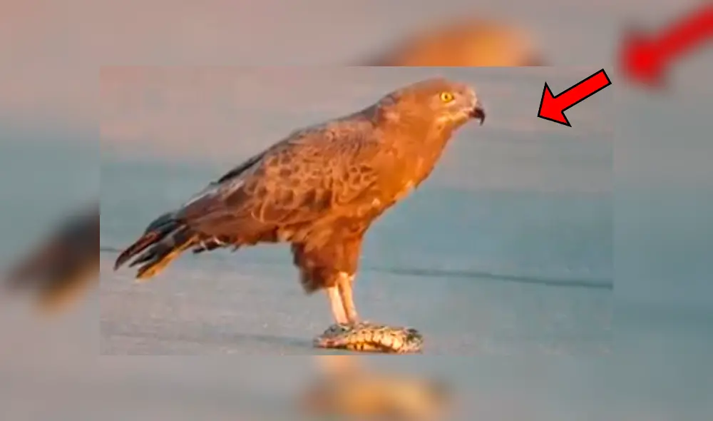Video es viral en Facebook. Pese a los esfuerzos de la serpiente, el águila terminó imponiéndose y lo que sucedió después sorprendió a todos en las redes sociales. Foto: Captura.