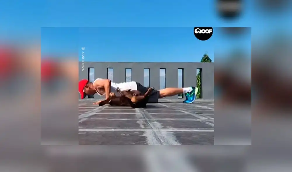 Desliza las imágenes para ver la peculiar escena que protagonizó un perro, la cual arruinó el video tutorial de su dueño. Foto: Woof Woof Desliza las imágenes para ver la peculiar escena que protagonizó un perro, la cual arruinó el video tutorial de su dueño. Foto: Woof Woof