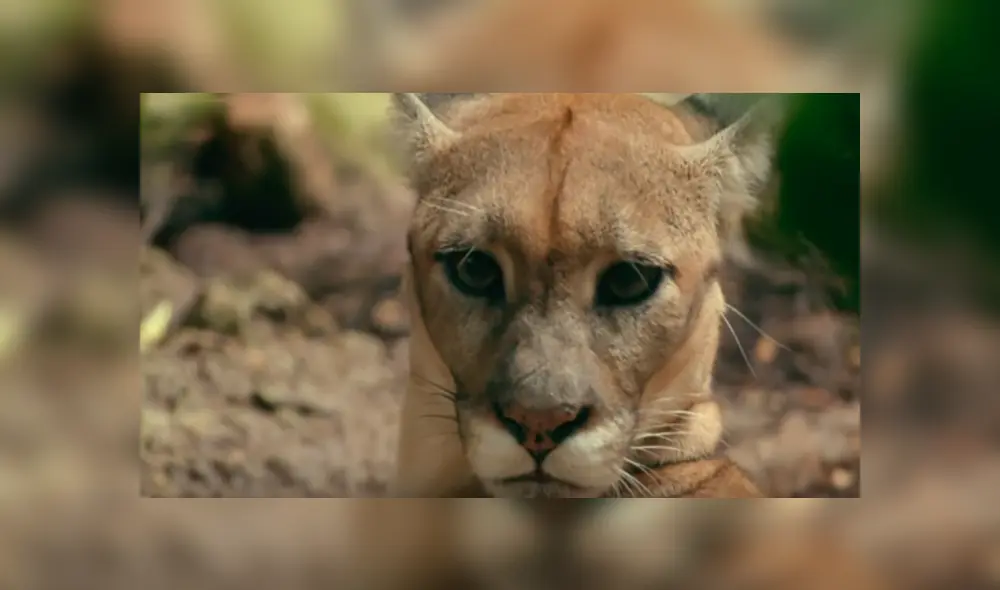 Desliza hacia la izquierda para ver el encuentro de un turista con un feroz animal, escena viral de YouTube. Desliza hacia la izquierda para ver el encuentro de un turista con un feroz animal, escena viral de YouTube.