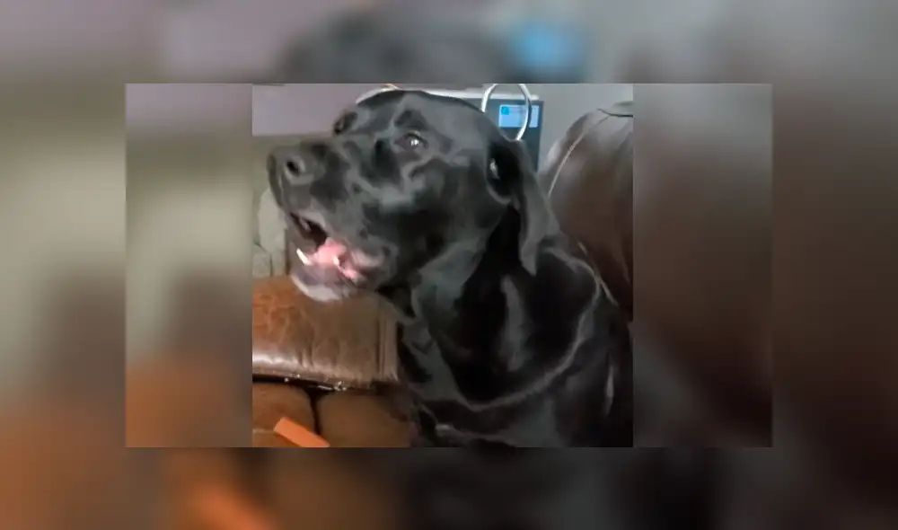 Youtube viral: Perro cumpleañero se une al canto de su dueña y conmueve a las redes [VIDEO]